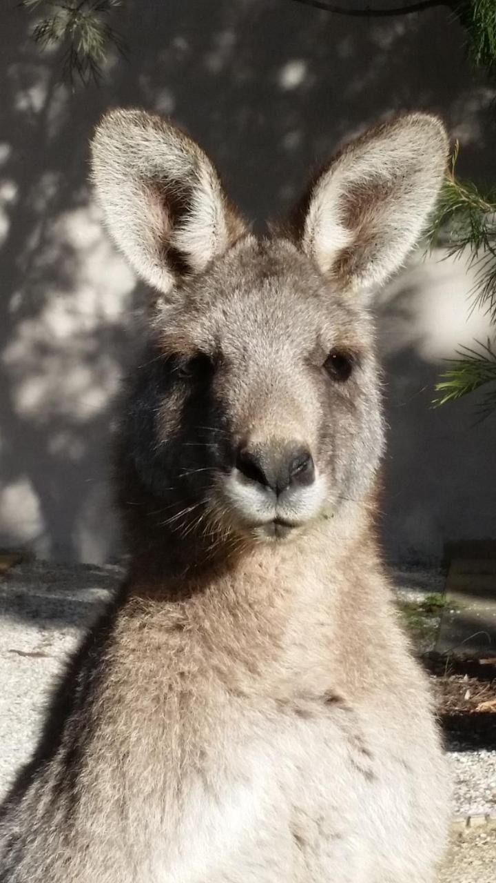Yha Grampians Eco, Halls Gap Kültér fotó